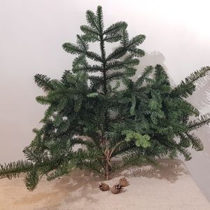 ель дикий сад.jpg