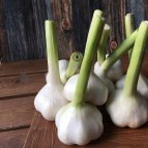 Молодой чеснок.jpg