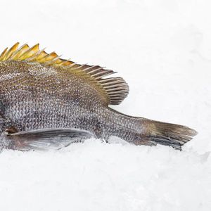 Окунь Курвила.jpg