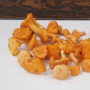 лисички.jpg