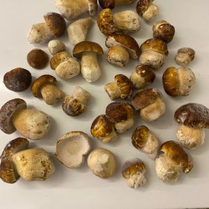 белые грибы.jpg