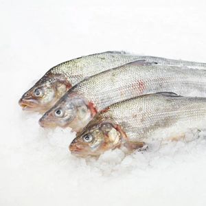 Сиг Карелия.jpg