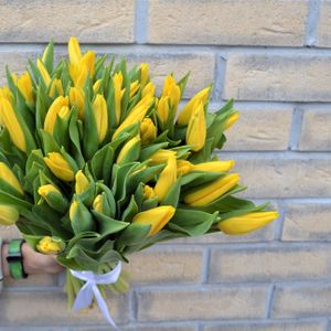 Тюльпаны желтые 51шт.jpg
