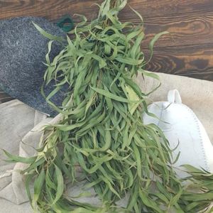 Веник эвкалиптовый абхазский для бани.jpg