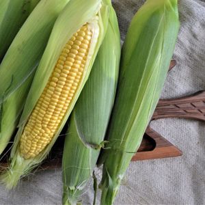 кукуруза в початке.jpg