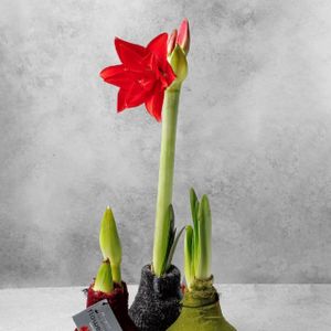Амариллис.jpg
