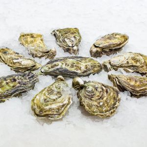 Устрица Розовая Джоли.jpg