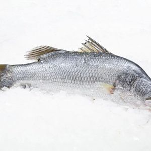 барамунди.jpg