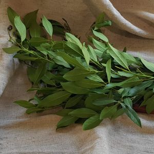 Лавровый лист на ветке.jpg