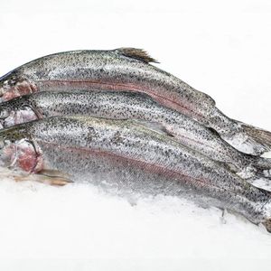 Форель Карелия.jpg