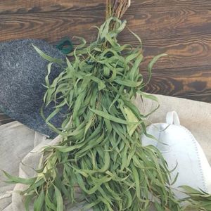 Веник эвкалиптовый абхазский для бани.jpg