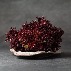 Лолло россо (3).jpg