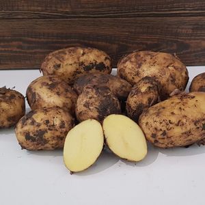 картофель немытый.jpg