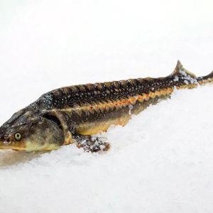 Русский осетр.jpg