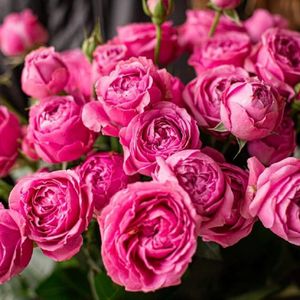 Букет №5 Розы пионовидные, 11 шт.jpg