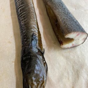 Угорь гк.jpeg