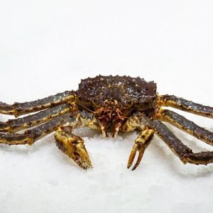 Камчатский краб(живой).jpg