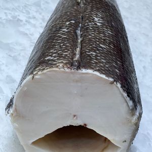 чилийский сибас.jpg