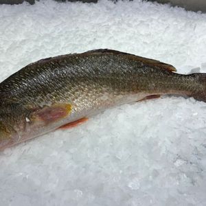 сибас дикий золотой.jpg