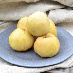 Яблоки квашенные.JPG