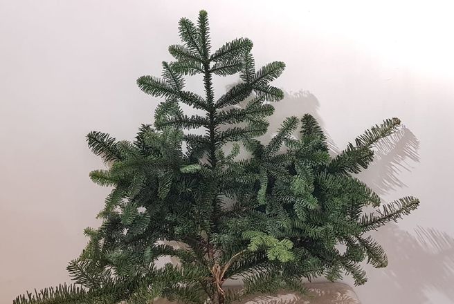 ель дикий сад.jpg