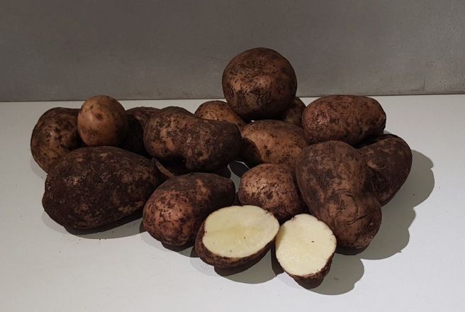 Картофель синеглазка немытый.jpg