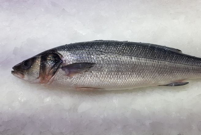 мароканский сибас крючковый вылов.jpg