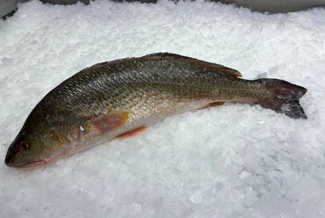 сибас дикий золотой.jpg