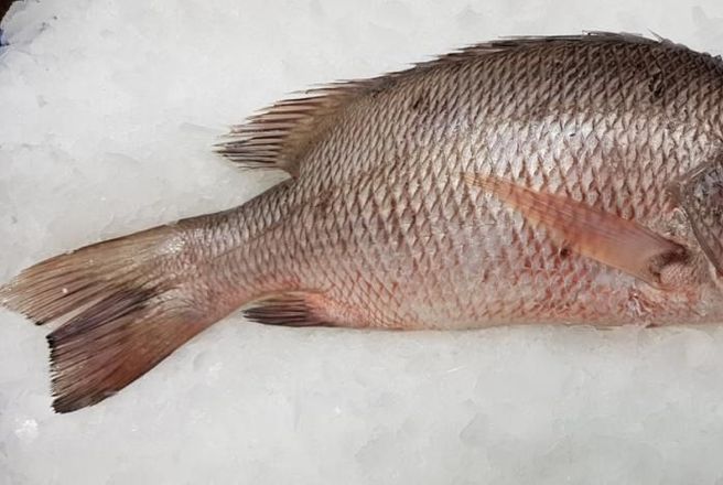 красный снеппер.jpeg