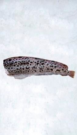 Зубатка нов.jpg