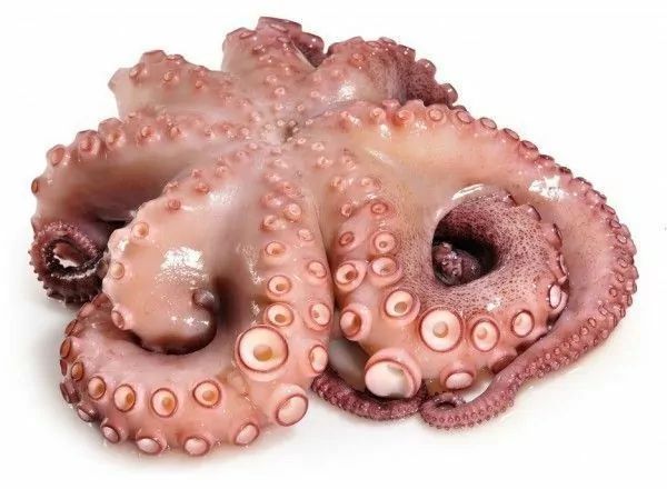 Осьминог Марокко - 2.jpg